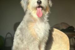casper-bernedoodle-male-standard-size-10-months-blue-merle-white-one-blue-eye-fully-vaccinated-fully-trained-7