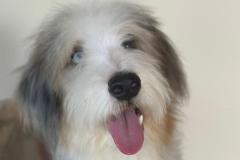casper-bernedoodle-male-standard-size-10-months-blue-merle-white-one-blue-eye-fully-vaccinated-fully-trained-8