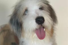 casper-bernedoodle-male-standard-size-10-months-blue-merle-white-one-blue-eye-fully-vaccinated-fully-trained-9