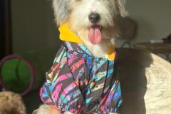 casper-bernedoodle-male-standard-size-10-months-blue-merle-white-one-blue-eye-fully-vaccinated-fully-trained