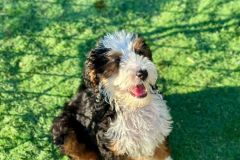 daisy-standard-size-tricolour-bernedoodle-2