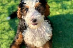 daisy-standard-size-tricolour-bernedoodle-3