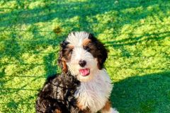 daisy-standard-size-tricolour-bernedoodle-4