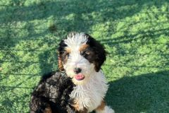 daisy-standard-size-tricolour-bernedoodle
