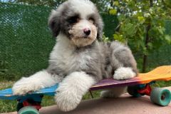 daly-bernedoodle-female-mini-size-3-months-blue-merle-bicolour-vaccinated-potty-trained-10