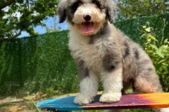 daly-bernedoodle-female-mini-size-3-months-blue-merle-bicolour-vaccinated-potty-trained-2