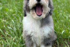 daly-bernedoodle-female-mini-size-3-months-blue-merle-bicolour-vaccinated-potty-trained-3
