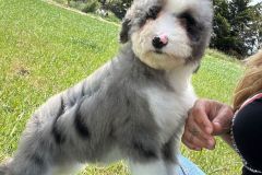 daly-bernedoodle-female-mini-size-3-months-blue-merle-bicolour-vaccinated-potty-trained-4