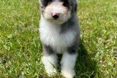 daly-bernedoodle-female-mini-size-3-months-blue-merle-bicolour-vaccinated-potty-trained-5