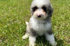 daly-bernedoodle-female-mini-size-3-months-blue-merle-bicolour-vaccinated-potty-trained-6