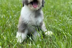 daly-bernedoodle-female-mini-size-3-months-blue-merle-bicolour-vaccinated-potty-trained-7