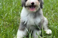 daly-bernedoodle-female-mini-size-3-months-blue-merle-bicolour-vaccinated-potty-trained-8