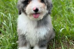 daly-bernedoodle-female-mini-size-3-months-blue-merle-bicolour-vaccinated-potty-trained-9
