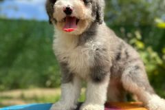 daly-bernedoodle-female-mini-size-3-months-blue-merle-bicolour-vaccinated-potty-trained