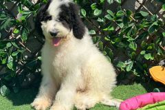 IMG-20240729-WA0016