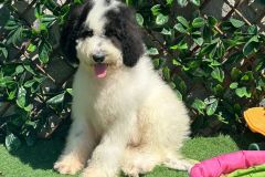IMG-20240729-WA0018
