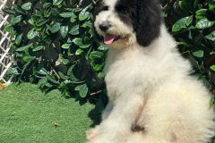 IMG-20240729-WA0021