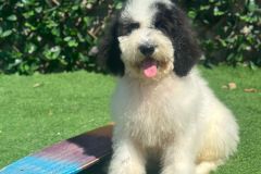elvis-black-and-white-standard-poodle