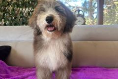 fiona-bernedoodle-female-mini-size-3-months-blue-merle-white-vaccinated-potty-trained-2
