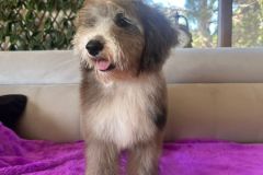 fiona-bernedoodle-female-mini-size-3-months-blue-merle-white-vaccinated-potty-trained-3