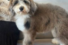 fiona-bernedoodle-female-mini-size-3-months-blue-merle-white-vaccinated-potty-trained-4