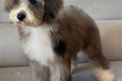 fiona-bernedoodle-female-mini-size-3-months-blue-merle-white-vaccinated-potty-trained-5