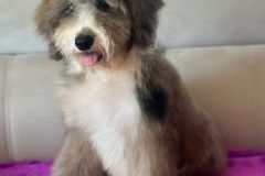 fiona-bernedoodle-female-mini-size-3-months-blue-merle-white-vaccinated-potty-trained-6