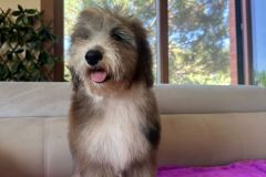 fiona-bernedoodle-female-mini-size-3-months-blue-merle-white-vaccinated-potty-trained