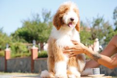 Giant-Royal-Poodle-Male-0423-1516_05