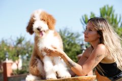 Giant-Royal-Poodle-Male-0423-1516_09