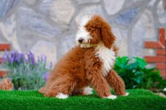 Giant-Royal-Poodle-Male-Tuxedo-Colour-Standart-Size-3-Months-0523-03_01
