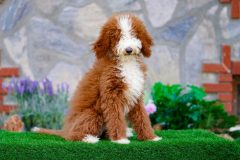 Giant-Royal-Poodle-Male-Tuxedo-Colour-Standart-Size-3-Months-0523-03_02