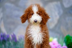 Giant-Royal-Poodle-Male-Tuxedo-Colour-Standart-Size-3-Months-0523-03_03