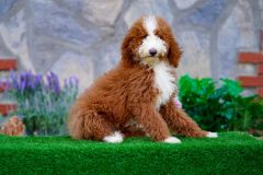 Giant-Royal-Poodle-Male-Tuxedo-Colour-Standart-Size-3-Months-0523-03_04