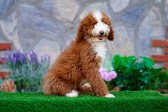Giant-Royal-Poodle-Male-Tuxedo-Colour-Standart-Size-3-Months-0523-03_05