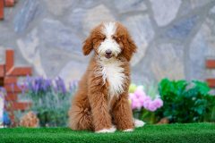 Giant-Royal-Poodle-Male-Tuxedo-Colour-Standart-Size-3-Months-0523-03_06