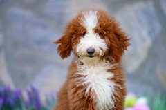 Giant-Royal-Poodle-Male-Tuxedo-Colour-Standart-Size-3-Months-0523-03_07