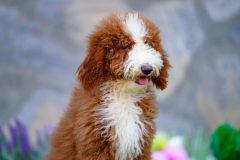 Giant-Royal-Poodle-Male-Tuxedo-Colour-Standart-Size-3-Months-0523-03_08