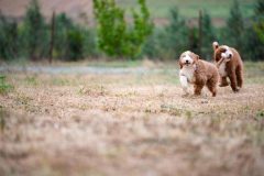 Giant-Royal-Poodle-Male-Tuxedo-Colour-Standart-Size-3-Months-0523-03_10