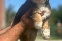 kelvin-bernedoodle-male-mini-size-3-months-blue-merle-tricolour-blue-eyed-vaccinated-potty-crate-trained-2