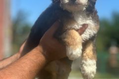 kelvin-bernedoodle-male-mini-size-3-months-blue-merle-tricolour-blue-eyed-vaccinated-potty-crate-trained-3