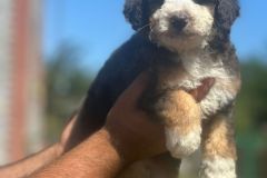 kelvin-bernedoodle-male-mini-size-3-months-blue-merle-tricolour-blue-eyed-vaccinated-potty-crate-trained-4