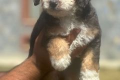 kelvin-bernedoodle-male-mini-size-3-months-blue-merle-tricolour-blue-eyed-vaccinated-potty-crate-trained-5