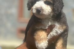 kelvin-bernedoodle-male-mini-size-3-months-blue-merle-tricolour-blue-eyed-vaccinated-potty-crate-trained-6