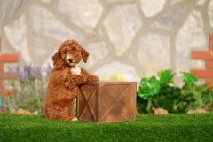 Labradoodle-Famale-Red-Colour-Standart-Size-2-Months-0723-02_01