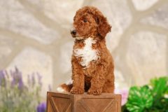 Labradoodle-Famale-Red-Colour-Standart-Size-2-Months-0723-02_02