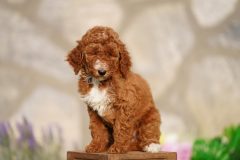Labradoodle-Famale-Red-Colour-Standart-Size-2-Months-0723-02_03