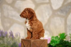 Labradoodle-Famale-Red-Colour-Standart-Size-2-Months-0723-02_04