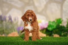 Labradoodle-Famale-Red-Colour-Standart-Size-2-Months-0723-02_05