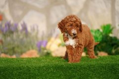 Labradoodle-Famale-Red-Colour-Standart-Size-2-Months-0723-02_06